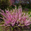 Prunus triloba (Mandorlo da fiore) 2L Anteprima dell’immagine prodotto 5