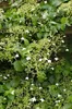 Hortensja pnaca (Hydrangea petiolaris) - 3 sztuki, srednica Podgląd zdjęcia produktu 3