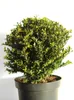 Japonský drieň Ilex crenata Rezané vetvičky 35 - 40 cm Náhľad obrázku produktu 1