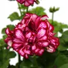 Geranien hängend - Pelargonium peltatum - 12cm Topf - Set Produktbild-Vorschau 2