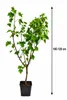 Rote Johannisbeere Ribes rubrum 'Jonkheer van Tets' 100-120 Produktbild-Vorschau 5