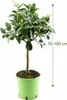 Albero di lime «Lima Verde» (lime da caipirinha) 70–100 cm Anteprima dell’immagine prodotto 3