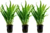 Aquarium Pflanze 3 Stück Microsorum pteropus  Wasserpflanze Produktbild-Vorschau 1