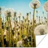 MuchoWow® Poster Blumen - Löwenzahn - Gras 75x75 cm - Wand Produktbild-Vorschau 1