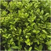 Plants by Frank | 72 Stechpalme Pflanzen | Ilex Crenata Produktbild-Vorschau 3