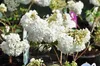 Viburnum 'Eskimo' - Snowball 30- 40 cm - pojemnik Podgląd zdjęcia produktu 2