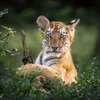 Korsch Kalender 2027 Big Cats Wildlife-Fotografien mit Produktbild-Vorschau 12
