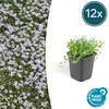 Bodendecker - Blauer Bubikopf - Isotoma fluviatilis - 9cm Produktbild-Vorschau 1