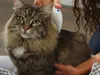 Elektrischer Flohkamm, dicht, für Hunde und Katzen Produktbild-Vorschau 6