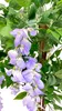 Blauregen Wisteria 120 cm wie echt künstlich Glyzinienbaum Produktbild-Vorschau 5