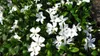 Stauden Gänge 100 x Vinca minor 'Alba' - Weißes Kleines / Produktbild-Vorschau 3