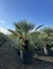 Sunny Tree - Palme- Chamaerops Humilis Cerifera - Produktbild-Vorschau 3
