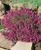 A flowering plant in a garden setting with rocks. Produktbild-Vorschau
