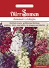 Sommerlevkoje | Sommerlevkojensamen von Dürr Samen Produktbild-Vorschau 3