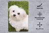 MuchoWow® Mauspad Mousepad Malteserhund schaut auf 18x27 cm Produktbild-Vorschau 2