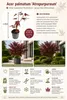 Acer palmatum 'Atropurpureum', environ 30 cm – Érable Voir les images du produit 2