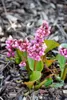 Bergenia cordifolia, Riesensteinbrech, rosa Blüten, ca. Produktbild-Vorschau 6
