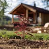 Érable du Japon - Acer palmatum 'Atropurpureum' - Hauteur Voir les images du produit 6