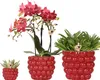 Kolibri Company | Pflanzenset Rote Phalaenopsis-Orchidee Produktbild-Vorschau 1