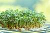 Kresse Ganzjahres-Gemüse-Sprossensamen 10G Produktbild-Vorschau 13