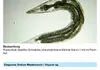 sera med Professional Nematol 50 ml - Fischmedizin gegen Produktbild-Vorschau 5