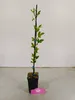 Set di 3 Limoni Swingle - Citrus citrumelo - Difficili da Anteprima dell’immagine prodotto 2