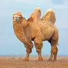 Sense of Nature Camel Bettdecke normal 135 x 200 cm Produktbild-Vorschau 3