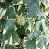 2 x  Buntlaubiger Kaukasischer Efeu - Hedera colchica Produktbild-Vorschau 2