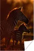 MuchoWow® Poster Zebra - Sonne - Fohlen 120x180 cm - Produktbild-Vorschau 1