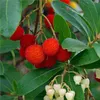 2 x jahodník - Arbutus unedo | 30-40 cm v kontejneru Náhled obrázku produktu 1