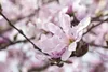 Magnolia stellata 'Rosea', Sternmagnolie, rosa Blüten, Produktbild-Vorschau 1