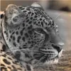 ARTland Wandbild Alu für Innen & Outdoor Leopard Profil Produktbild-Vorschau 1