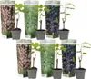 Traubenpflanze - 6 Stk - Vitis vinifera - Höhe 25-40cm - Produktbild-Vorschau 1