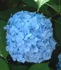 A close-up of a blue hydrangea flower surrounded by green leaves. Produktbild-Vorschau
