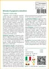 SAFLAX  - Miscela di papavero islandese - 8000 semi - Anteprima dell’immagine prodotto 3