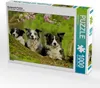 Calvendo Bordercollie Familie 1000 Teile Puzzle quer Produktbild-Vorschau 1