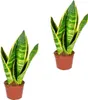 Bloomique - Lot de 2 - Sansevieria 'Superba' lot de 2 - Voir les images du produit 1