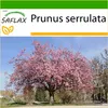 SAFLAX - Japonský čerešňový kvet - Prunus serrulata - 30 Náhľad obrázku produktu 9