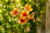 Campsis radicans 'Indian Summer', Trompetenblume, orange, Produktbild-Vorschau 1