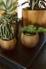 Several potted plants are arranged on a dark tray. Produktbild-Vorschau