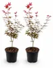 Acer palmatum "Skeeters Broom" - acero giapponese a foglia Anteprima dell’immagine prodotto 1