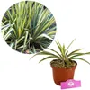 Yucca filamentosa 'Color Guard' – Palmlilie – ±30 cm hoch – Produktbild-Vorschau 1