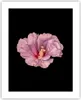 Poster - Poster ohne Rahmen - Hibiskus Blume Rosa - 40x50 Produktbild-Vorschau 1