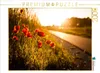 CALVENDO Puzzle Mohnblumen am Radweg zwischen Heßdorf und Produktbild-Vorschau 1