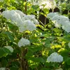 Hydrangea arborescens Annabelle - Hortensja - Odporna - Podgląd zdjęcia produktu 6