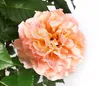 Dehner Rose Edelrose Augusta Luise®, Züchter Tantau, Produktbild-Vorschau 3