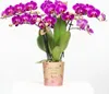 Orchidées Colibri | Orchidée Phalaenopsis violette - Voir les images du produit 2