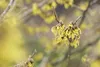 Hamamelis intermedia 'Arnold Promise', Zaubernuss, gelb, Produktbild-Vorschau 8