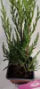 A small potted conifer plant with green foliage and brown stems, set against a white background. Náhľad obrázku produktu