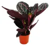 Schattenpflanze mit ungewöhnlichem Blattmuster – Calathea Produktbild-Vorschau 1